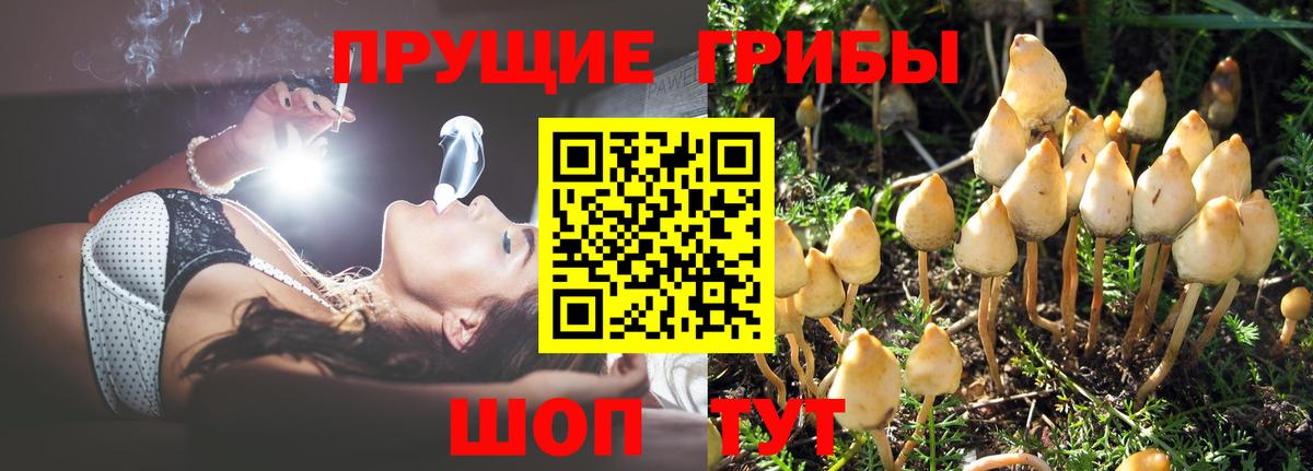магазин продажи наркотиков  Вход с VPN  Уварово  Псилоцибиновые грибы Psilocybe 